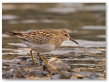 Kleinste strandloper | Least sSandpiper | Calidris minutilla